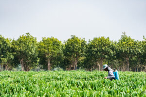 Man spraying a field with chemicals starting Atlanta Paraquat Lawsuit.