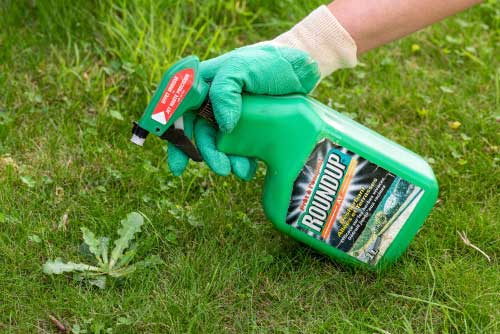 gardener spaying RoundUp on weed